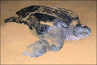 20120519-Leatherback_Turtle_Northeast_Ecological Corridor.jpg